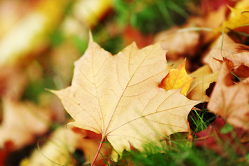 autumn leaves close up