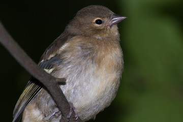 Fringilla coelebs, Chaffinch