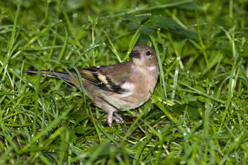 Fringilla coelebs, Chaffinch