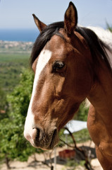 Obraz na płótnie Canvas Spanish paint horse portrait
