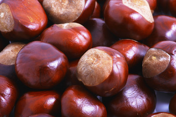 Fototapeta premium Horse chestnut