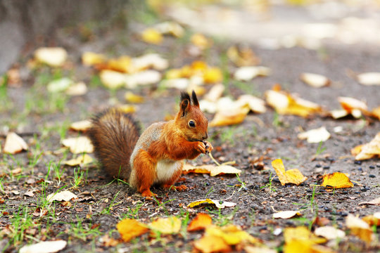 Squirrel In The Autumn Forest