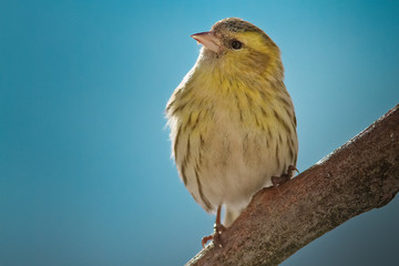 Erlenzeisig (Carduelis spinus)