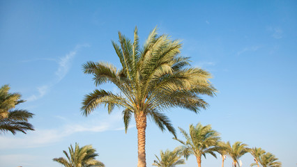 date palms in Egypt