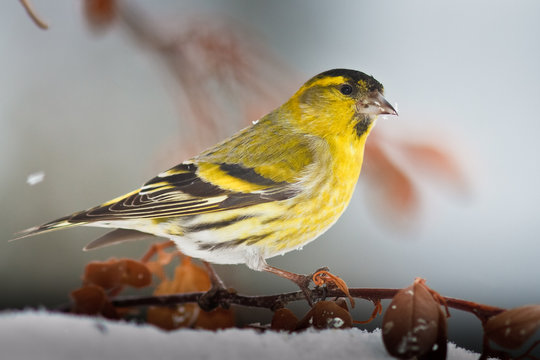 Erlenzeisig (Carduelis spinus)