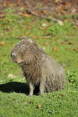 Capybara