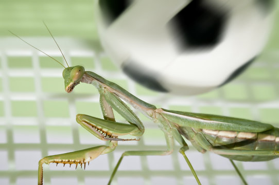 Mantis religiosa jugando al futbol 2