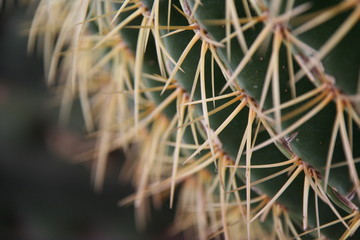 Stacheln eines Kaktus - Marokko