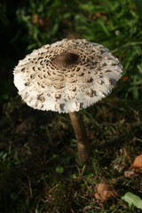 Scène d'automne - Champignon coulemelle (Macrolepiota procera)