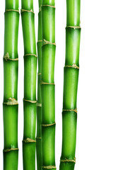 Bamboo Border