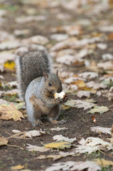 Squirrel eating peanut