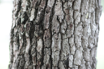 Tree bark