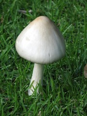 Mushroom