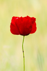 Obraz premium Red Poppy