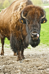 Bison