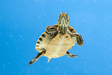 Yellow-Bellied Slider