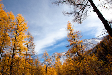 Fototapeta premium Mountain view from the forest