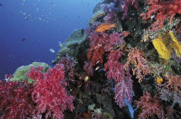 Fototapeta na wymiar Coral reef scenic Thailand