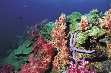 Naklejka na ściany i meble Coral reef scenic Thailand