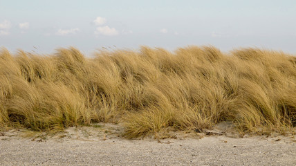 Beachgrass, Ammophila, moved by the wind