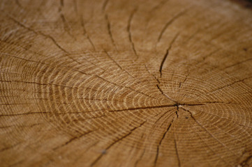 Fototapeta premium Pierścienie roczne