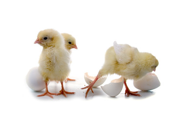 Yellow chickens