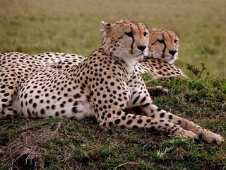 Gepard (im Spiegel?)