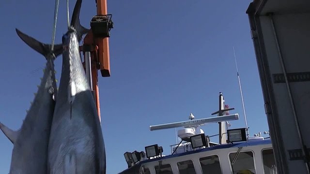 PESQUERO DESCARGANDO ATUNES