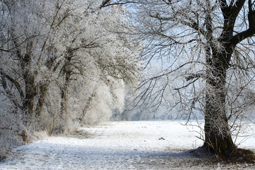 winter landscape