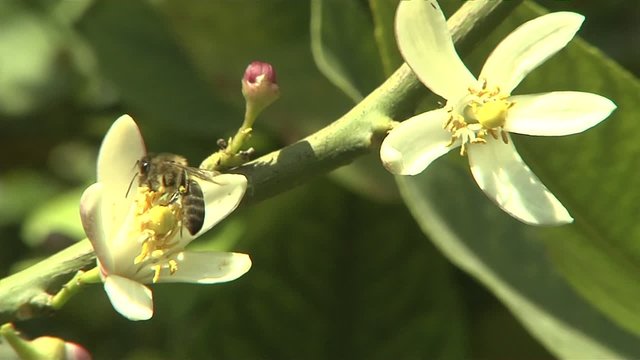 Zitronenbl&uuml;te mit Bine