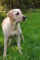 labrador