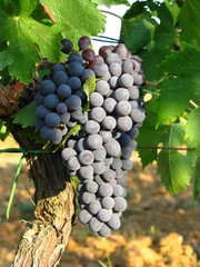 Grappolo d'uva nera, Toscana