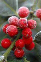 Frosty Berries