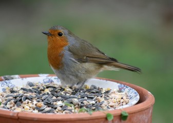 rouge gorge