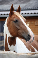 Pferdeportrait