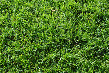 background green grass