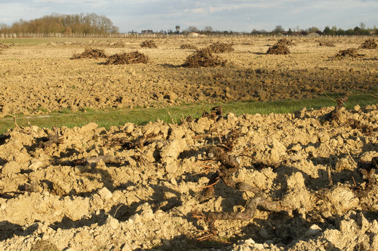 La vigne arrach&eacute;e