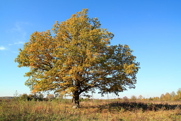 yellow oak on autumn field