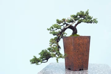 Fotobehang bonsai © Philf