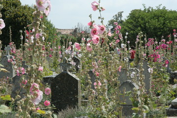 roses tr&eacute;mi&egrave;res au cimeti&egrave;re