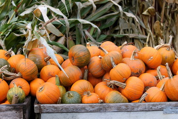 Pumpkins and Corn Stalks