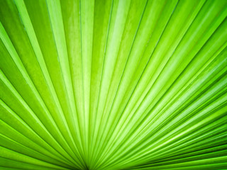 Obraz premium Abstract image of leaves