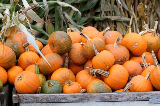 Pumpkins and Corn Stalks II