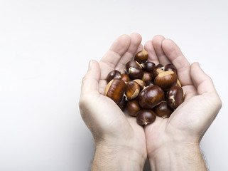 hand holding chestnuts