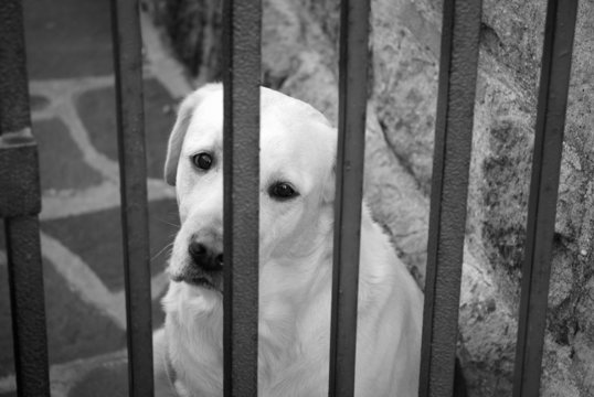 Sad And Tearful Dog Behind An Iron Gate