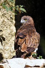 dos de rapace
