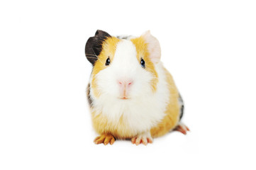 guinea pig