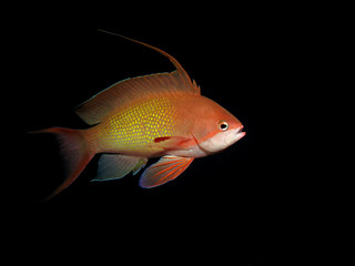 Naklejka premium Lyretail anthias (Pseudanthias squamipinnis)