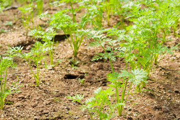 成長するニンジン