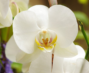 orchidea